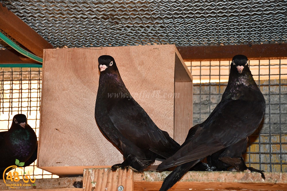 zohdi 3ashoor (82).jpeg